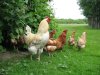 Как и чем кормить кур зимой? Как и чем кормить кур зимой?