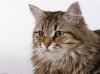 Как определить, всё ли с кошкой в порядке? Как определить, всё ли с кошкой в порядке?