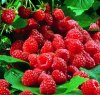 Что и как консервировать без сахара? Что и как консервировать без сахара?