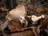 Что представляет собой гриб Ежовик желтый?