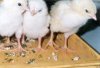 Как правильно ухаживать за цыплятами-бройлеров? Как правильно ухаживать за цыплятами-бройлеров?