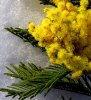 Какими свойствами обладает эфирное масло мимозы? Какими свойствами обладает эфирное масло мимозы?