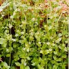 Какой травой можно лечить гематому? Какой травой можно лечить гематому?