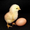 Что было раньше: яйцо или курица? Что было раньше: яйцо или курица?