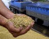 Чем полезны зернобобовые культуры? Чем полезны зернобобовые культуры?
