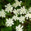 Как приготовить анисовую воду? Как приготовить анисовую воду?