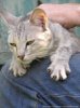 Зачем кошки топчутся? Зачем кошки топчутся?