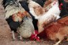 Как готовить домашнюю птицу? Как готовить домашнюю птицу?