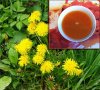 Как сварить варенье из одуванчиков? Как сварить варенье из одуванчиков?