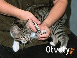 Как подстричь когти котенку Очень много кошек не любят, когда им подстригают когти. Лучше всего приучать их к проведению такой процедуры с самого детства. Некоторые кошки с большим удовольствием могут садиться на колени или на стол пока им подстригают когти, но чтобы ломать сопротивление других, вам могут понадобиться усилия. Попробуйте зафиксировать кошку в таком положении, как указано на рисунках. Нужно держать инструмент в своей правой руке. У кошек скрыты когти, потому следует очень осторожно нажимать на палец, придерживая подушечку между указательным и большим пальцами, таким образом, чтоб увидеть коготь. Таким образом будет легче подстричь котенку когти. Много кошек имеют довольно светлые когти, что разрешает увидеть их кровеносные сосуды и окончания нервных волокон, которые могут придавать основанию когтя немного розоватый оттенок и образовывать чувствительную зону. Лучше подстригать котенку коготь, соблюдая расстояние приблизительно два миллиметра от чувствительной зоны. Если вы зацепите чувствительную область, коготь станет кровоточить и вашему животному будет очень больно. Кусачки нужно располагать в перпендикулярном положении к когтю кошки (и обрезать сверху вниз). Светлые когти, в которых хорошо прослеживается чувствительная зона, вы можете подстричь за один раз. Если кусачки располагать в параллельном положении к когтю, то коготь животного может расслаиваться. Чем более острые кусачки, тем чище и ровнее будет обрез. А еще вы можете пользоваться пилочкой для ногтей, чтобы сглаживать конец когтя. Если использовать триммер гильотинного типа, его режущее лезвие (которое обычно обозначается желтым цветом) нужно располагать к вам лицом, а не лицевой частью к животному. Когти нужно подстригать сверху вниз, а не с разных сторон. Кончик когтя животного нужно помещать в специальное отверстие триммера, легким нажатием ручки его лезвие должно пройти через коготь. Ручки триммера можно направлять в сторону пола или в сторону потолка, так как вам будет удобнее. Если затупилось режущее лезвие, вы можете его менять, для того чтобы легче подстричь котенку коготь. У кошки есть когти, которые расположены на внутренней стороне обоих лап, прибылой коготь. Их необходимо стричь обязательно, потому что, таким образом он не могут стираться самостоятельно и могут вырастать в круг и даже врастать в подушечку. Если вы слишком глубоко обрезали коготь кошки, можно обработать кровоточащий коготь или попробовать остановить кровь из раны с помощью специальных средств. Однако, даже если ничего не предпринимать, кровь должна остановиться сама примерно через пять минут.  Как подстричь когти котенку Очень много кошек не любят, когда им подстригают когти. Лучше всего приучать их к проведению такой процедуры с самого детства. Некоторые кошки с большим удовольствием могут садиться на колени или на стол пока им подстригают когти, но чтобы ломать сопротивление других, вам могут понадобиться усилия. Попробуйте зафиксировать кошку в таком положении, как указано на рисунках. Нужно держать инструмент в своей правой руке. У кошек скрыты когти, потому следует очень осторожно нажимать на палец, придерживая подушечку между указательным и большим пальцами, таким образом, чтоб увидеть коготь. Таким образом будет легче подстричь котенку когти. Много кошек имеют довольно светлые когти, что разрешает увидеть их кровеносные сосуды и окончания нервных волокон, которые могут придавать основанию когтя немного розоватый оттенок и образовывать чувствительную зону. Лучше подстригать котенку коготь, соблюдая расстояние приблизительно два миллиметра от чувствительной зоны. Если вы зацепите чувствительную область, коготь станет кровоточить и вашему животному будет очень больно. Кусачки нужно располагать в перпендикулярном положении к когтю кошки (и обрезать сверху вниз). Светлые когти, в которых хорошо прослеживается чувствительная зона, вы можете подстричь за один раз. Если кусачки располагать в параллельном положении к когтю, то коготь животного может расслаиваться. Чем более острые кусачки, тем чище и ровнее будет обрез. А еще вы можете пользоваться пилочкой для ногтей, чтобы сглаживать конец когтя. Если использовать триммер гильотинного типа, его режущее лезвие (которое обычно обозначается желтым цветом) нужно располагать к вам лицом, а не лицевой частью к животному. Когти нужно подстригать сверху вниз, а не с разных сторон. Кончик когтя животного нужно помещать в специальное отверстие триммера, легким нажатием ручки его лезвие должно пройти через коготь. Ручки триммера можно направлять в сторону пола или в сторону потолка, так как вам будет удобнее. Если затупилось режущее лезвие, вы можете его менять, для того чтобы легче подстричь котенку коготь. У кошки есть когти, которые расположены на внутренней стороне обоих лап, прибылой коготь. Их необходимо стричь обязательно, потому что, таким образом он не могут стираться самостоятельно и могут вырастать в круг и даже врастать в подушечку. Если вы слишком глубоко обрезали коготь кошки, можно обработать кровоточащий коготь или попробовать остановить кровь из раны с помощью специальных средств. Однако, даже если ничего не предпринимать, кровь должна остановиться сама примерно через пять минут.