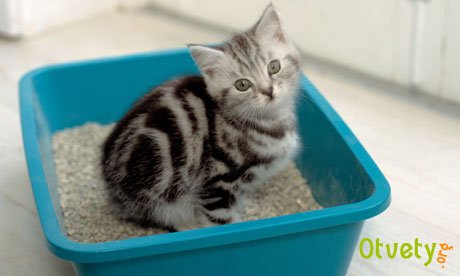 Как приучить котят к туалету Как приучить котят к туалету