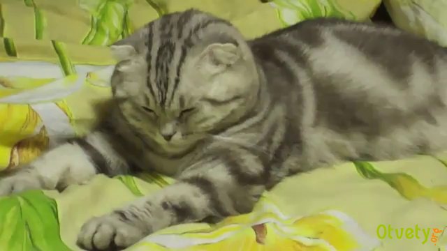 Как сделать подкожно укол кошке Как сделать подкожно укол кошке