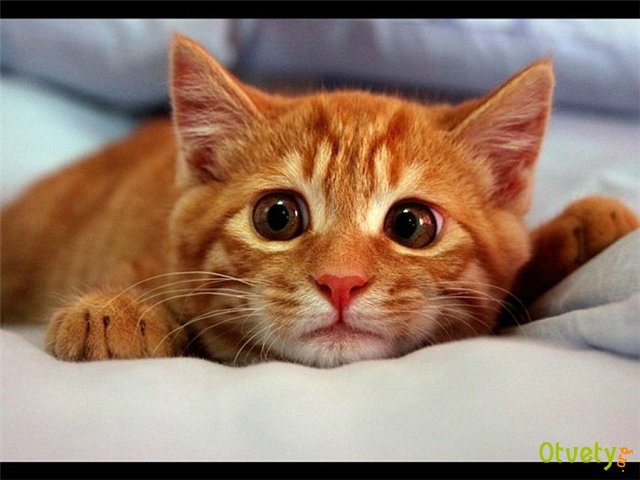 Как сделать коту клизму