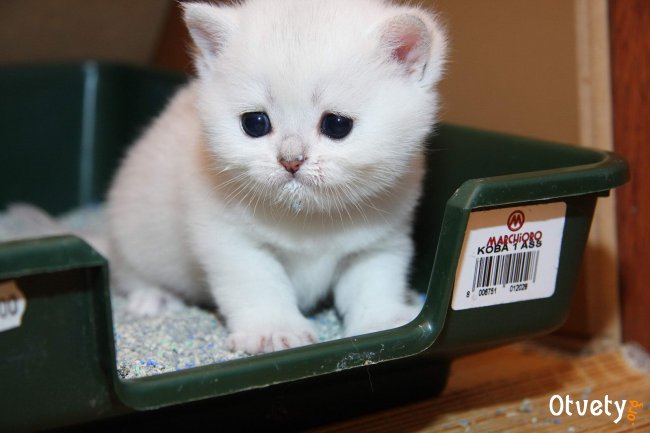 Как приучить кота к туалету? Как приучить кота к туалету?